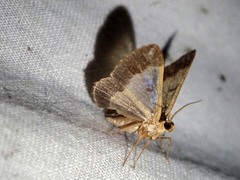 Peratophyga venetia