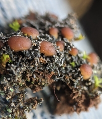 Fuscopannaria coralloidea