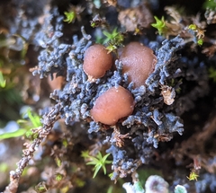 Fuscopannaria coralloidea