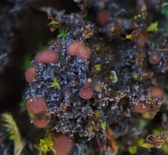 Fuscopannaria coralloidea