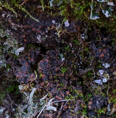 Fuscopannaria coralloidea