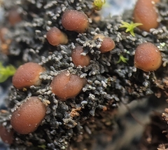 Fuscopannaria coralloidea