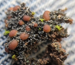 Fuscopannaria coralloidea