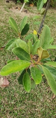 Ficus consociata