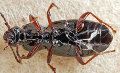 Pterostichus strenuus