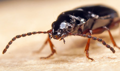 Pterostichus strenuus