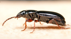 Pterostichus strenuus