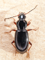 Pterostichus strenuus