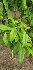 Tristaniopsis whiteana