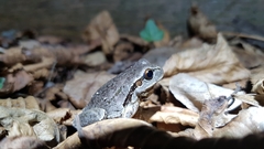 Hyla intermedia perrini