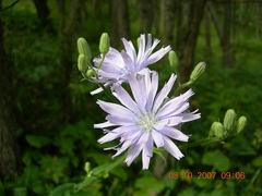 Cicerbita prenanthoides