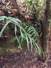 Microsorum novae-zealandiae