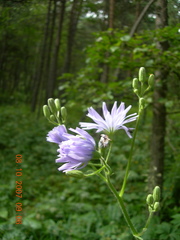 Cicerbita prenanthoides