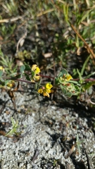 Acmispon heermannii heermannii