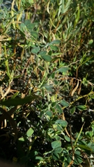 Acmispon heermannii heermannii