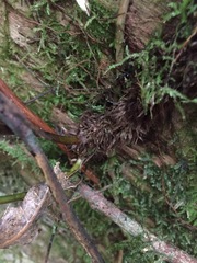 Microsorum novae-zealandiae