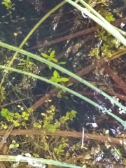Callitriche petriei