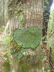 Xanthopsoroma contextum