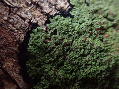 Xanthopsoroma contextum