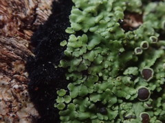 Xanthopsoroma contextum