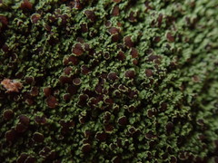 Xanthopsoroma contextum