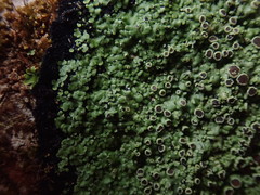 Xanthopsoroma contextum