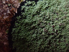 Xanthopsoroma contextum