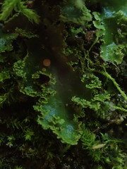 Sticta martinii