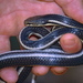 Madagascar Black-backed Smooth Snake - Photo (c) Bernard DUPONT, some rights reserved (CC BY-SA)