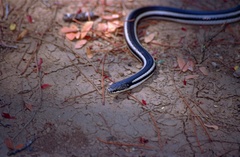 Liophidium vaillanti