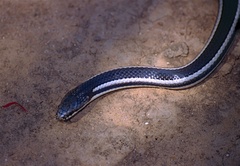 Liophidium vaillanti