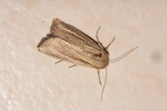 Mythimna prominens