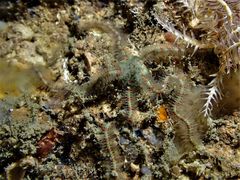 Ophiotrichidae