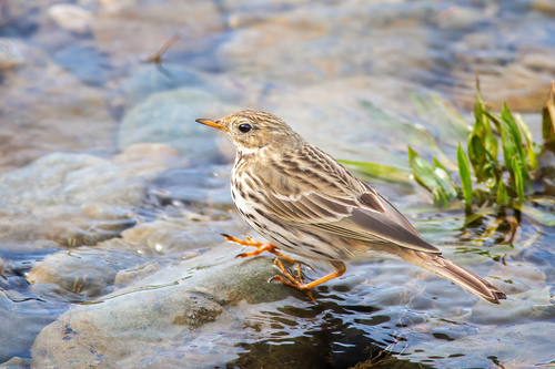 Foto de Meadow Pipit