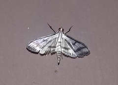 Perisyntrocha anialis