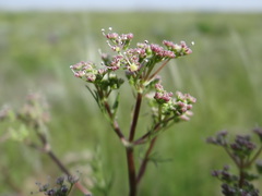 Trinia hispida