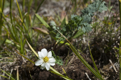 Callianthemum sajanense