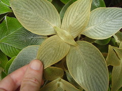 Strobilanthes gossypina