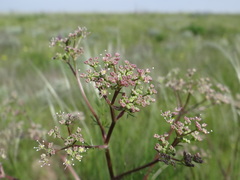 Trinia hispida