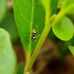 Phintella vittata