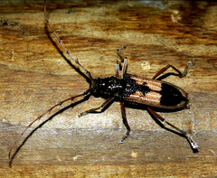 Phoracantha ancoralis