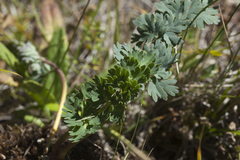 Callianthemum sajanense