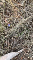 Wahlenbergia gracilenta