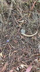 Wahlenbergia gracilenta