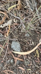 Wahlenbergia gracilenta