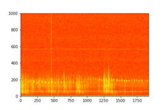 Tadarida brasiliensis