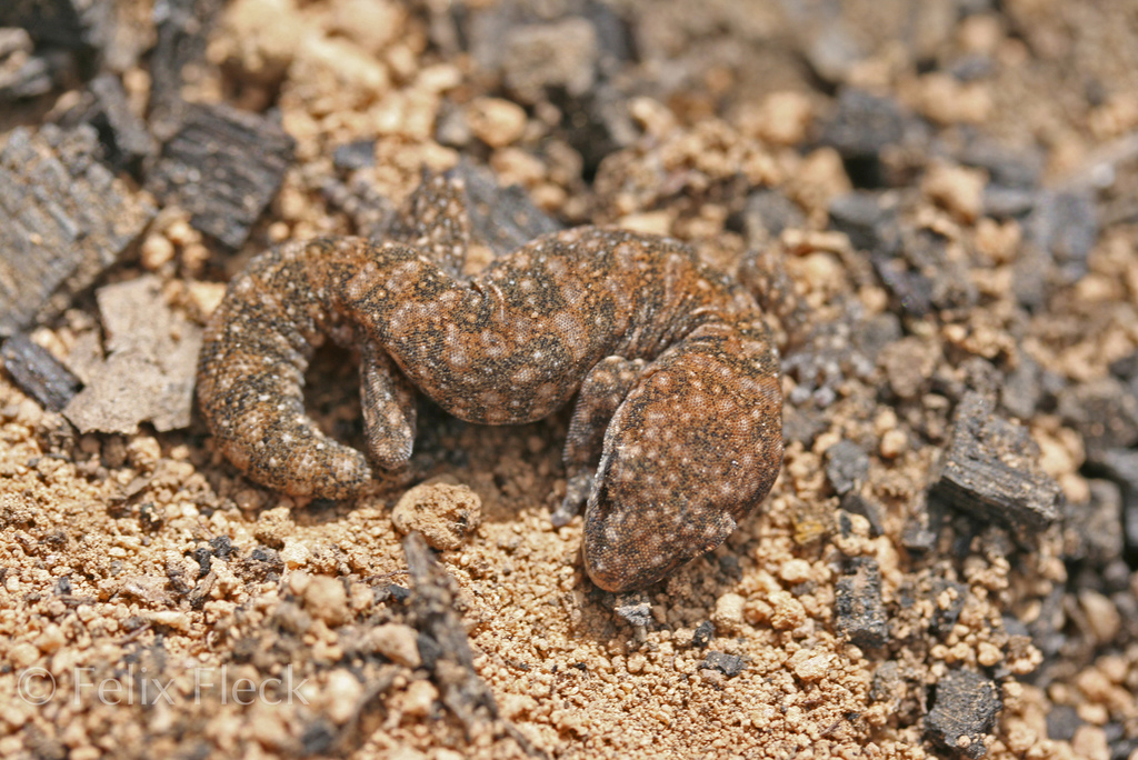 Speckled Stone Gecko