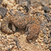 Diplodactylus lateroides - Photo (c) Felix Fleck, algunos derechos reservados (CC BY-NC), uploaded by Felix Fleck