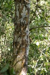 Ochna arborea
