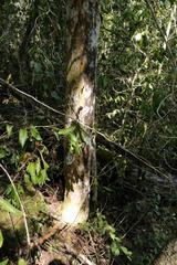 Ochna arborea